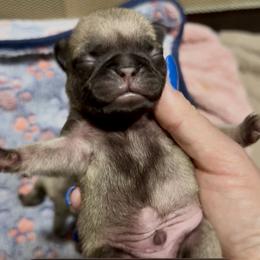 Quinton - Fawn male Pug puppy in Lufkin, Texas from Pug Perfection Puppies