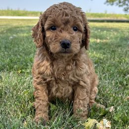 Girl 34 - Red  female Goldendoodle puppy in West Point, Iowa from Circle A Mini Goldendoodles and Mini Bernedoodles
