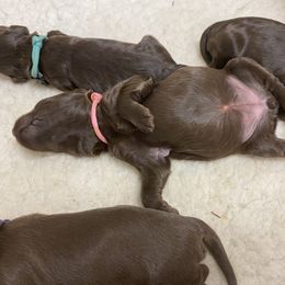 Australian Labradoodle Puppies from Salona Australian Labradoodles