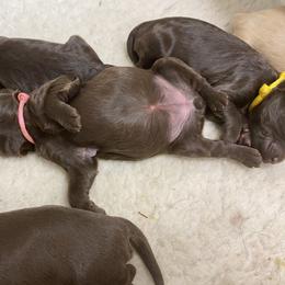 Australian Labradoodle Puppies from Salona Australian Labradoodles