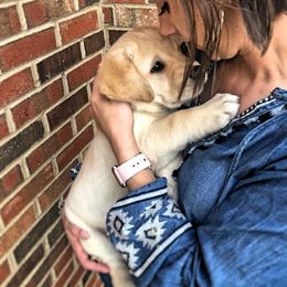 Labrador Retriever Puppies from Tried & True Labradors
