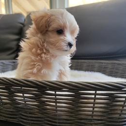 Maltipoo Puppies from Maltipoopuppiescalifornia