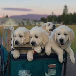 Golden Retriever Puppies from Montana Mist Golden Retrievers English Cream