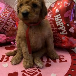 Poodle Puppies from Spoiled Rotten Poodles