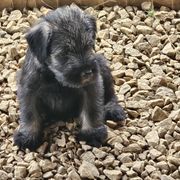 Standard Schnauzer Puppies from Moon Flower Farm