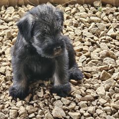Standard Schnauzer Puppies from Moon Flower Farm