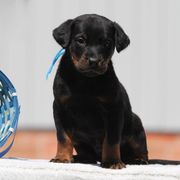 Alejandro - Black and rust Beauceron puppy in Rockwall, Texas from Elitehaus