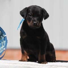 Alejandro - Black and rust Beauceron puppy in Rockwall, Texas from Elitehaus