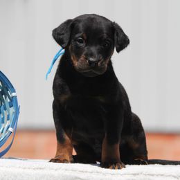 Alejandro - Black and rust Beauceron puppy in Rockwall, Texas from Elitehaus