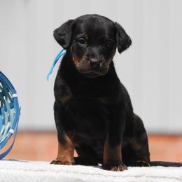 Alejandro - Black and rust Beauceron puppy in Rockwall, Texas from Elitehaus