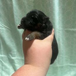 Black red female 3 - Black and red female German Shepherd puppy in Salem, South Carolina from Von Maqqedah Haus German Shepherds