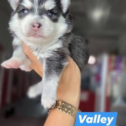 Valley - Black and white male Pomsky puppy in Mc Callsburg, Iowa from SZ Rolling Acres LLC