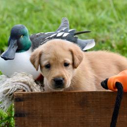 Black collar - Yellow male Labrador Retriever puppy in Gober, Texas from Trigger Time Kennels