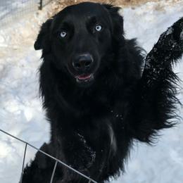 Spade - Australian Shepherd