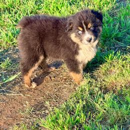 Reef - Black tri-color male Australian Shepherd puppy in Mineral Wells, Texas from A6 Australian Shepards