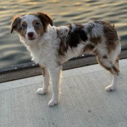 Taleh - Red merle female Miniature Australian Shepherd puppy in Visalia, California from Yours Beloved Mini Aussies