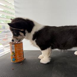 Alice - Black and tan female Pembroke Welsh Corgi puppy in St Clair, Missouri from A Spot Of Blue Great Danes/ Marshland Corgis