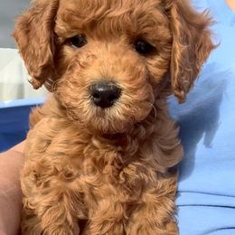 Bernedoodle, Goldendoodle, and Sheepadoodle Puppies from Maplesierradoodles