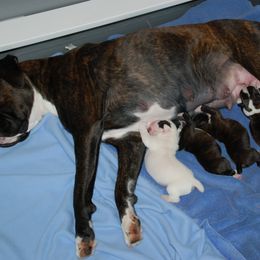 Boxer Puppies from Minstrel Boxers