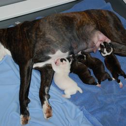 Boxer Puppies from Minstrel Boxers