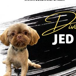 Jed - Shih Tzu