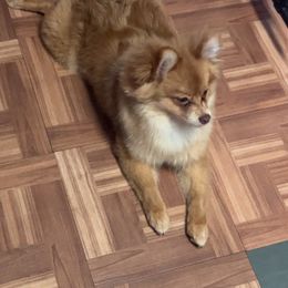 Biscuit - Pomeranian