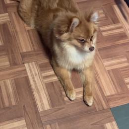 Biscuit - Pomeranian