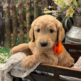 Orange Girl - Cream female Goldendoodle puppy in The Woodlands, Texas from Gracie's Goldendoodles and Bernedoodles of The Woodlands