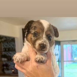4- Ella - Blue merle female Miniature Australian Shepherd puppy in Chilton, Wisconsin from Pointless Acres