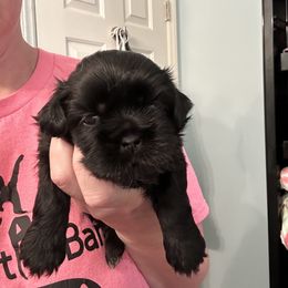 Batgirl - Black female Shih Tzu puppy in North Carolina from PAWSitive Breeders of the Carolinas