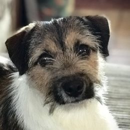 Sadie - Russell Terrier