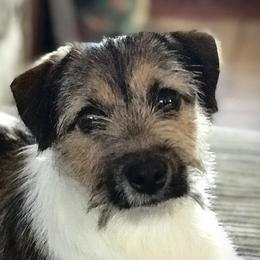 Sadie - Russell Terrier