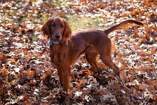 Irish setter clearance stillwater