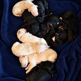 Female 1 - Cream female Goldendoodle puppy in Rainier, Washington from Hanson’s NW Goldens & Doodles