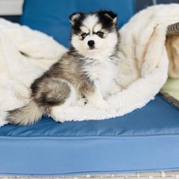Triton - Black and white male Pomsky puppy in Yavapai County, Arizona from Pawsh Pomskies