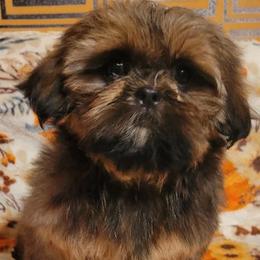 Phantom - Red male Shih Tzu puppy in Parma, Ohio from D's DeVine Shih-Tzu