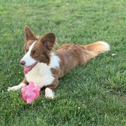 Kade - Cardigan Welsh Corgi