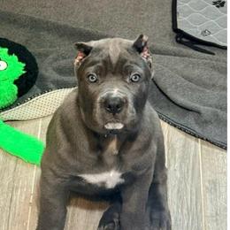 Mac - Gray male Cane Corso puppy in Waxahachie, Texas from A&M Kennels