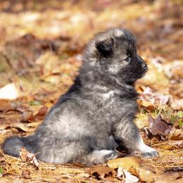 Pomsky Puppies from New World Pomskies