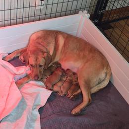 Girl 4 - Yellow female Labrador Retriever puppy in Nova, Ohio from Cary’s Buck Creek Farm LLC