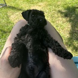 Kerry Blue Terrier Puppies from Eirebear Kerry Blue Terriers