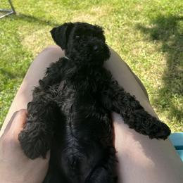 Kerry Blue Terrier Puppies from Eirebear Kerry Blue Terriers