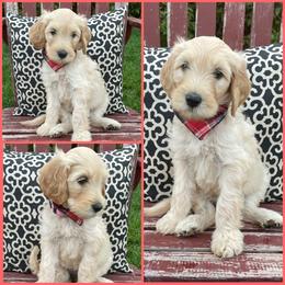 Goldendoodle Puppies from Puppy Paws Colorado