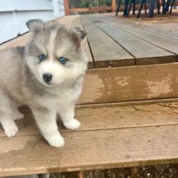Payette - Silver and white female Pomsky puppy in Rathdrum, Idaho from Smart Pomskies and Frenchies