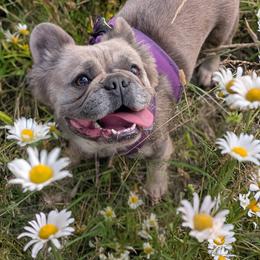 Mixie - French Bulldog