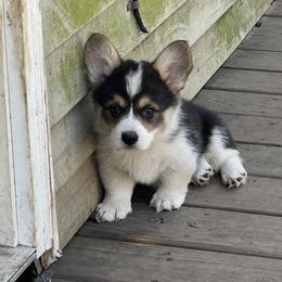 Pembroke Welsh Corgi Puppies from Newlands Insane Danes and Corgis