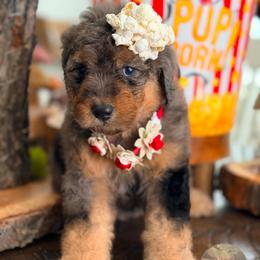 Hera Syndulla - Merle female Bernedoodle puppy in Payson, Utah from All Around Royalty & Royal Whisper Companions