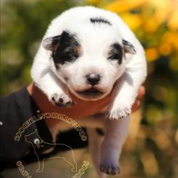 Totoro (AKC) blue with tan - Blue speckled male Australian Cattle Dog puppy in Marana, Arizona from Impact 3rd Australian Cattle Dogs