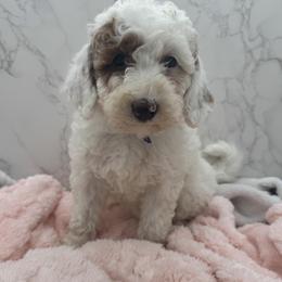 Patches - Parti female Goldendoodle puppy in Kansas City, Kansas from Bella & Ivy’s Mini Goldendoodles of KC