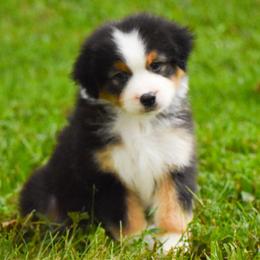 Capri - Black tri-color female Australian Shepherd puppy in Easton, Missouri from MMA Kennel